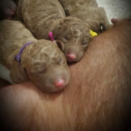 Chesapeake Bay Retriever Puppies from Shore Acres Chesapeakes