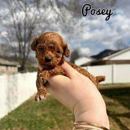 Posey - Red  female Poodle puppy in Morehead, Kentucky from Paw Perfect Pets
