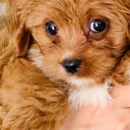 Cavapoos from Cavapoos of the Carolinas