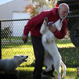Berger Blanc Suisse Puppies from Nasha Comanda White Swiss Shepherds