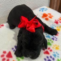Josie - Black and white female Cockapoo puppy in Brookings, South Dakota from Hofer Pups