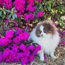 Hansel - Lavender male Pomeranian puppy in Lyons, Georgia from Its a Poms Life Kennel
