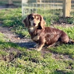 Macie - Chocolate and cream female Dachshund puppy in Hornbeck, Louisiana from A&Z Mini Dachshunds