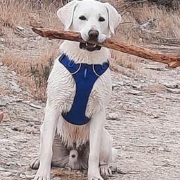 Boy 1 - Yellow male Labrador Retriever puppy in Herriman, Utah from Rocky Ridges