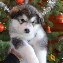 Alaskan Malamute Puppies from Snowlion Alaskan Malamutes