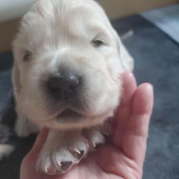 3rd pick - Golden female Golden Retriever puppy in Sandy, Utah from Golden Meadows of Utah