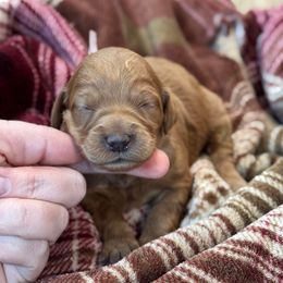 Sage - Red  female Goldendoodle puppy in Wharton, Texas from Little Fur Friends