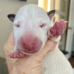 Boy 1 - White male Miniature Bull Terrier puppy in Granada Hills, California from Tonka Miniature Bull Terriers