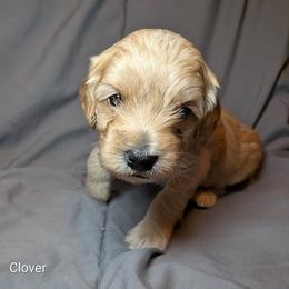 Clover - Cream male Cockapoo puppy in Sunset, Louisiana from Cano Cockapoos