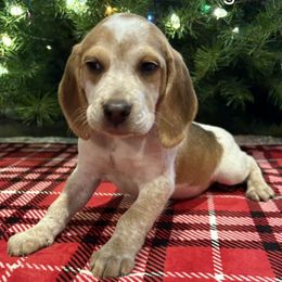 Honeys Red Collar - Red black and white male Beagle puppy in Brownsville, Oregon from Beagles on the Run