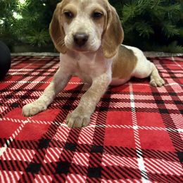 Honeys Red Collar - Red black and white male Beagle puppy in Brownsville, Oregon from Beagles on the Run