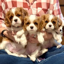 Cavalier King Charles Spaniel Puppies from Goddens Cavaliers