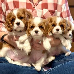 Cavalier King Charles Spaniel Puppies from Goddens Cavaliers