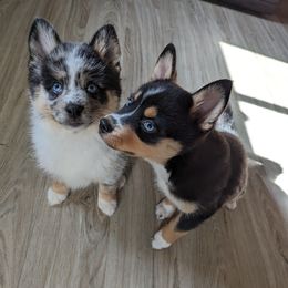 Pomsky Puppies from Wolfpack Pomskies