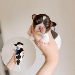 Cape Cod - Tri-color male Australian Labradoodle puppy in Syracuse, Indiana from The Doodle Cove