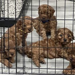 Cavapoo Puppies from Nana Oodles