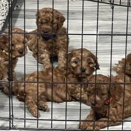 Cavapoo Puppies from Nana Oodles