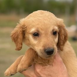 Teddy - Apricot male Goldendoodle puppy in Ambrose, Georgia from Brandilyn's Aussies