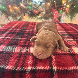 Jade - Red  female Goldendoodle puppy in Morriston, Florida from Florida's Joyful Goldendoodles