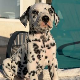 Male 1 - White and black male Dalmatian puppy in Lake Mathews, California from Bully Market