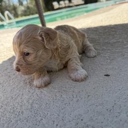 Lola - Cream female Havanese puppy in Cadwell, Georgia from Hashtag Havenese