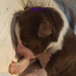 BAILEY-rtf - Red tri-color female Australian Shepherd puppy in Salem, Arkansas from Patchwork Kennels