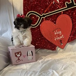 Shih Tzu Puppies from Stanford's Shih Tzus