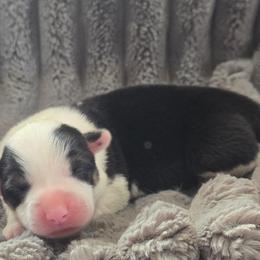 Orange Collar Female - Black and tan female Pembroke Welsh Corgi puppy in Tenino, Washington from LoneStar Corgis NW