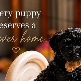 Australian Labradoodles and Labradoodles from Tango Wool Labradoodles
