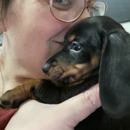 Dachshund Puppies from Phillian Family Mini Dachshunds