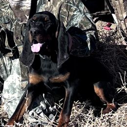 Hades - Black and Tan Coonhound