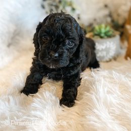 Rio - Black male Cavapoo puppy in Marquand, Missouri from Perfectly Playful Doodles