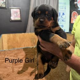 Girl 4 - Black and mahogany female Rottweiler puppy in Lima, Ohio from Vom Hause Bishop