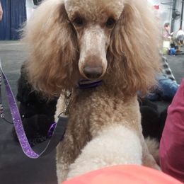 Poodle Puppies from Standard Poodles of Forest Lakes