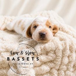 Patrick - Mahogany and white male Basset Hound puppy in Tollesboro, Kentucky from Low and Slow Bassets