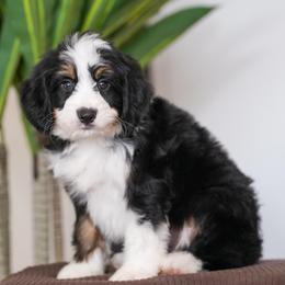 Smoky - Tri-color male Bernedoodle puppy in Dundee, Ohio from Down Home Doodle