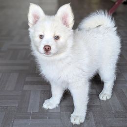 Roxy - Mini Female - White female Pomsky puppy in Draper, Utah from Pocket Pomskys