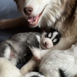 Pomsky Puppies from Strawberry Moon Pomskies