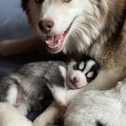 Pomsky Puppies from Strawberry Moon Pomskies