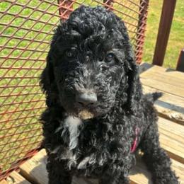 Merlot - Black female Goldendoodle puppy in Water Valley, Mississippi from Olympian Doodles