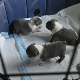 Boston Terrier puppies from Aronow Pups