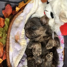 Blue and tan Boy - Blue male Shih Tzu puppy in Catonsville, Maryland from Becraft's Shih Tzu of Valhalla