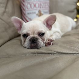 Light cream boy - Cream male French Bulldog puppy in Nevis, Minnesota from Faithful Acres French Bulldogs