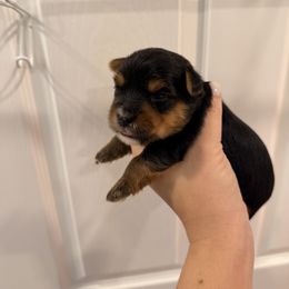 Kobe - Black and tan male Yorkshire Terrier puppy in Georgia from Nalley Kennels