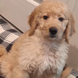 Golden girl - Yellow and white female Bernedoodle puppy in Queen Creek, Arizona from Jersey Girl's Doodles
