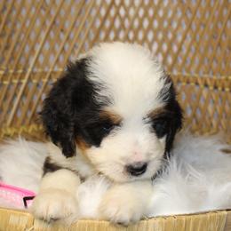 Pink Female - Tri-color female Bernedoodle puppy in Belgreen, Alabama from Scott’s Farm Poodles and Doodles