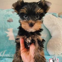 Steve Rogers - Black and tan male Yorkshire Terrier puppy in California from Corazon de gigante
