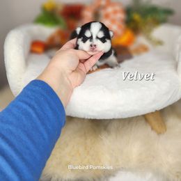 Velvet - Black and white male Pomsky puppy in Princeton, Minnesota from Bluebird House of Pomsky