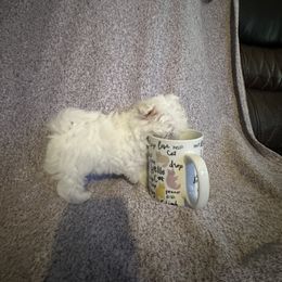 Maltese and Siberian Husky Puppies from Karst Tiny Paws Kennel