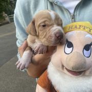 Happy - Lemon male Pointer puppy in Olympia, Washington from Birdsboro Pointers